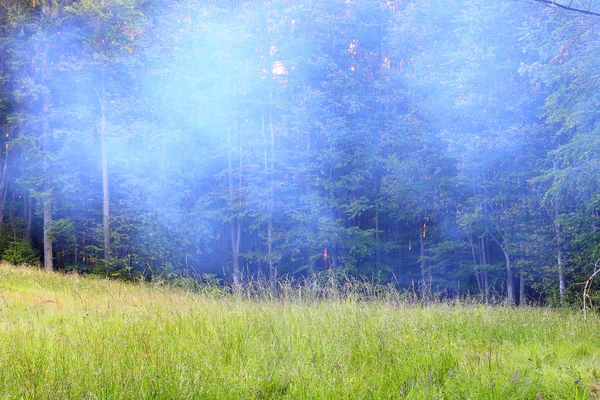 불 나무 — 스톡 사진