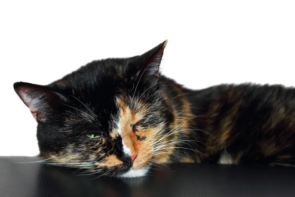 Sleepy cat — Stock Photo, Image