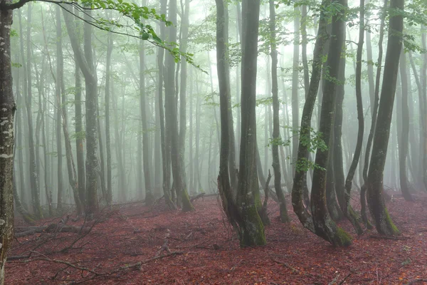 Foggy forest Stock Picture