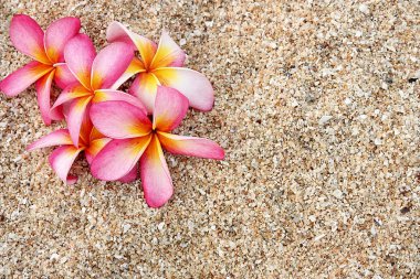 Pink Leelawadee flower on the white sand