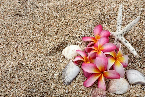 在沙滩上的海星和糅和花 — 图库照片