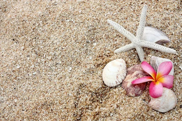 在沙滩上的海星和糅和花 — 图库照片