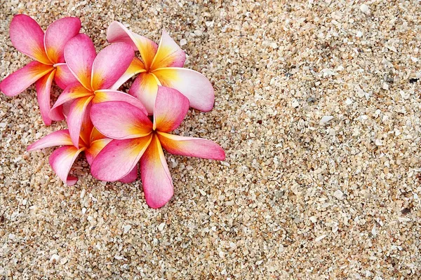 在白色的沙滩上粉红色糅和花 — 图库照片