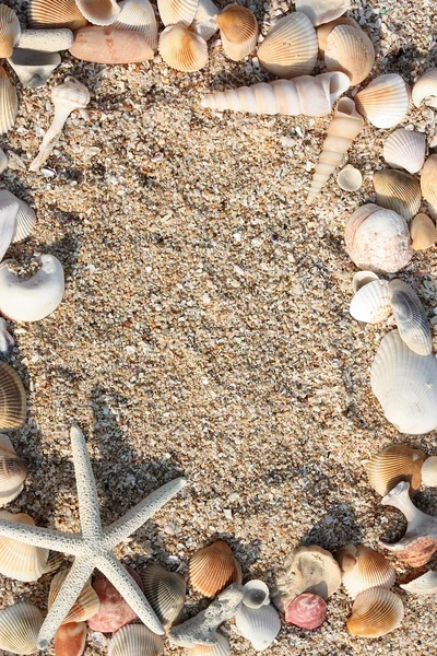 Звезда и скорлупа на песке — стоковое фото