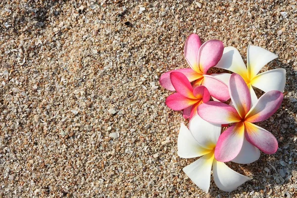 Pink Leelawadee flower on the white sand — Stock Photo, Image
