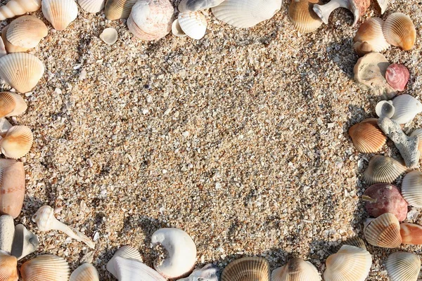 Conchas na areia — Fotografia de Stock