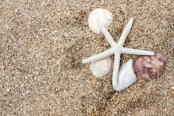Peixe estrela e concha na areia — Fotografia de Stock