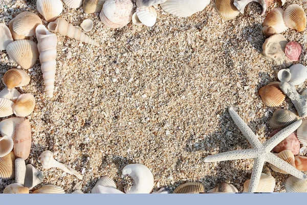 Hvězda ryby a shell v písku — Stock fotografie