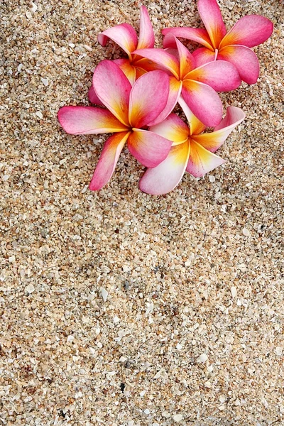 Pembe leelawadee çiçek beyaz kum üzerinde - Stok İmaj