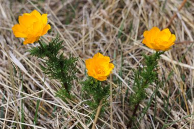 Flowe, Trollius