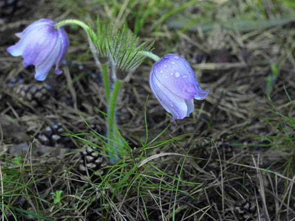 Spring purple Pulsatilla violacea flowers — Stock Photo, Image