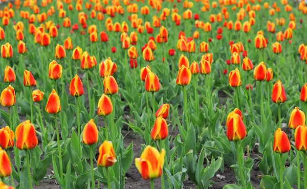 Beautiful red tulips field in spring time — Stock Photo, Image