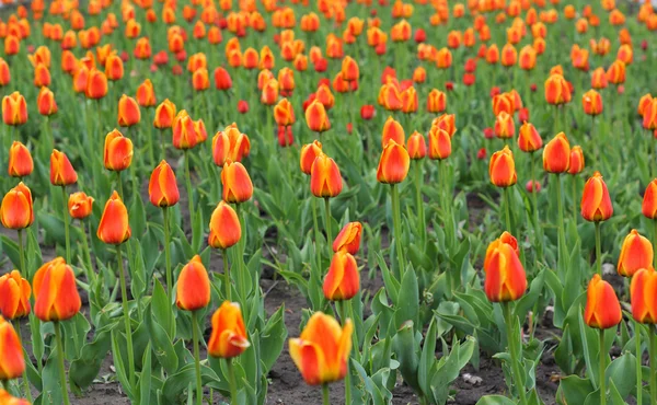 Belo campo de tulipas vermelhas na primavera — Fotografia de Stock
