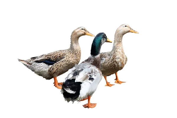 Três belos patos — Fotografia de Stock
