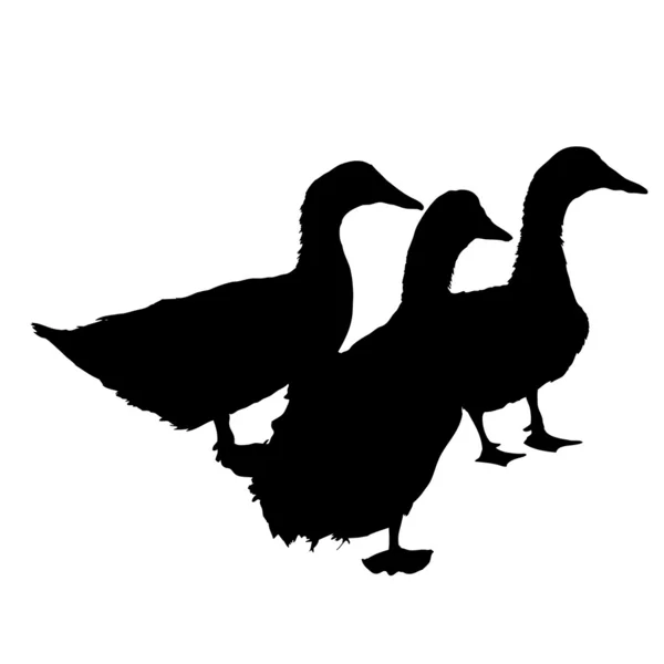 Three silhouette of beautiful ducks — Stock Photo, Image