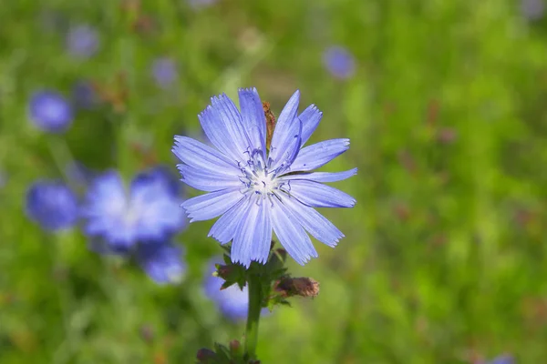 Beautiful chicory field in spring time — Stock Photo, Image
