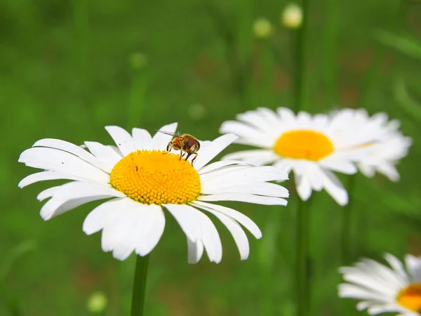 Piękne pole daisy i pszczół w okresie wiosennym — Zdjęcie stockowe