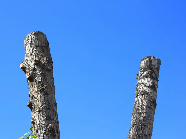 Troncos de árvore serrada no fundo azul céu . — Fotografia de Stock