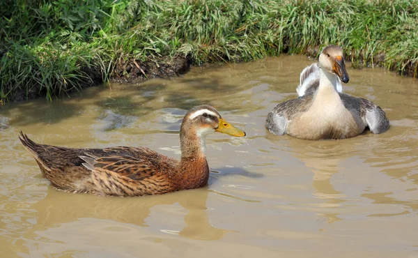 A kacsák úsznak a tóban. — Stock Fotó