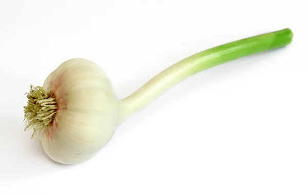 Garlic isolated on white background. — Stock Photo, Image