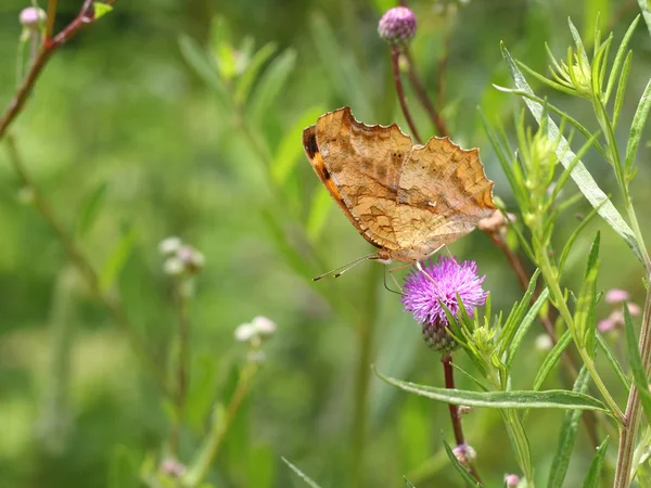 Papillon monarque sur fleur rose sur feuille verte — Photo