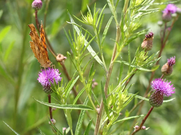 Monarchfalter auf rosa Blume auf grünem Blatt — Stockfoto