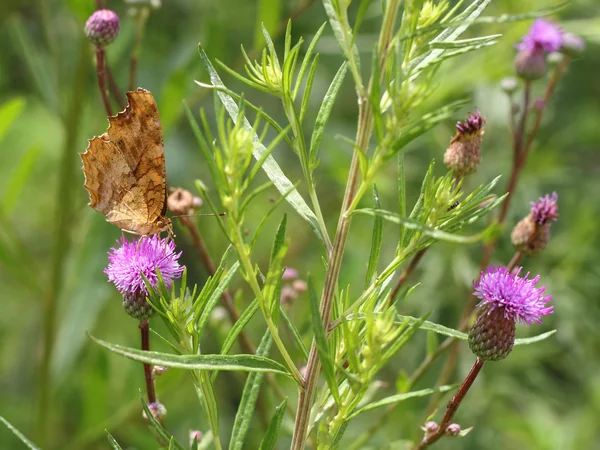 Бабочка-монарх на розовом цветке на зеленом листе — стоковое фото