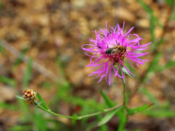 Рабочая пчела и цветок — стоковое фото