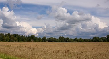 Litvanya yaz arazi gökyüzü ufukta