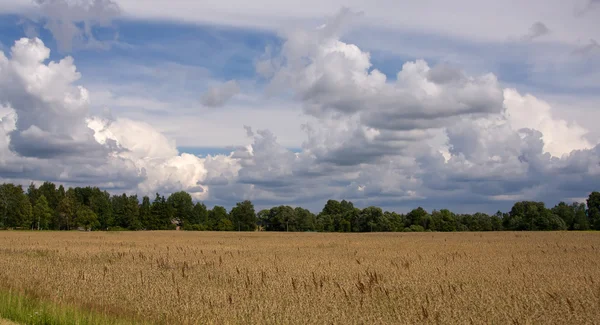 Litvánia nyári föld ég horizon — Stock Fotó