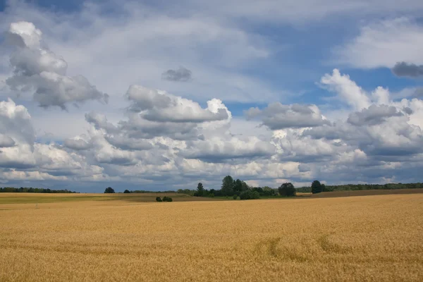 Λιθουανία καλοκαίρι γης ουρανού ορίζοντα — Φωτογραφία Αρχείου