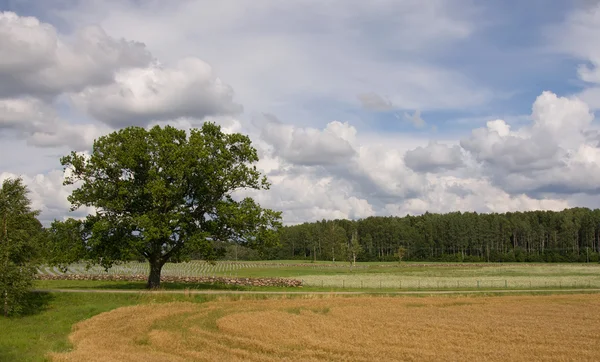Litvanya yaz arazi gökyüzü ufukta — Stok fotoğraf