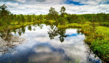 Beautiful wetland clipart