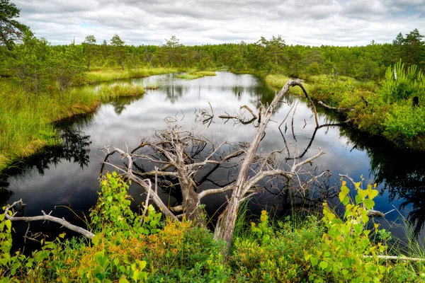 Beautiful wetland — Stock Photo, Image