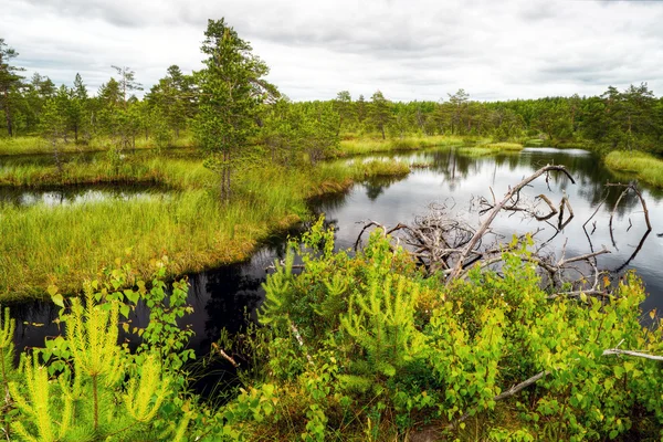 美しい湿地 — ストック写真