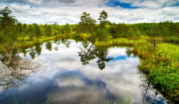 美しい湿地 — ストック写真