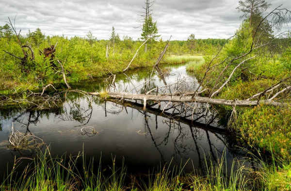 Beautiful wetland — Stock Photo, Image