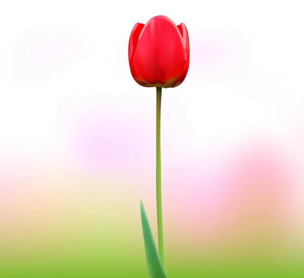 Flor tulipa — Vetor de Stock