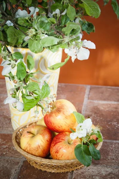 Belas maçãs maduras e ramos de uma macieira florescente em — Fotografia de Stock