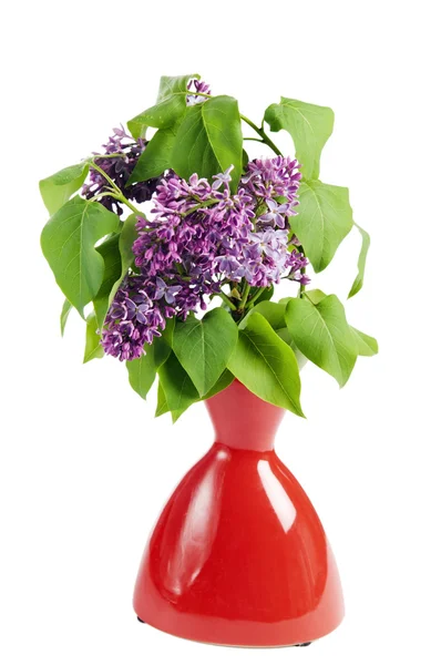 Branch of a blossoming lilac in a vase, it is isolated on white — Stock Photo, Image