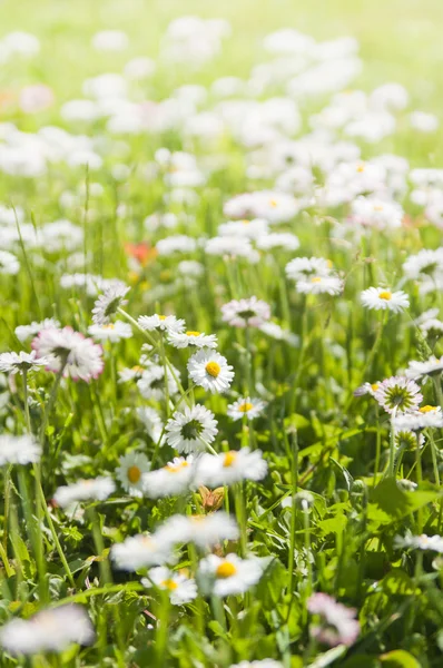 Madeliefjes bloei op een glade — Stockfoto