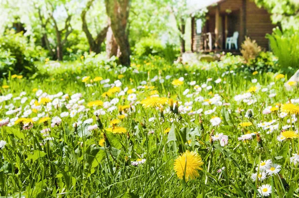 Trawnik, kwiaty w ogrodzie — Zdjęcie stockowe