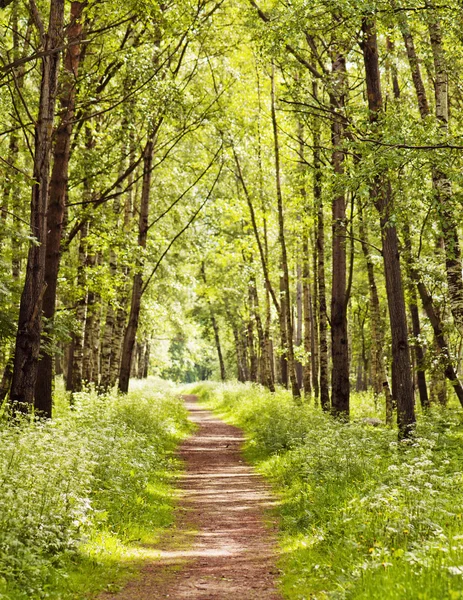 Caminho em uma floresta ensolarada de verão — Fotografia de Stock