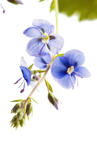 Ciemne pole niebieski kwiat, to na białym tle biały — Zdjęcie stockowe