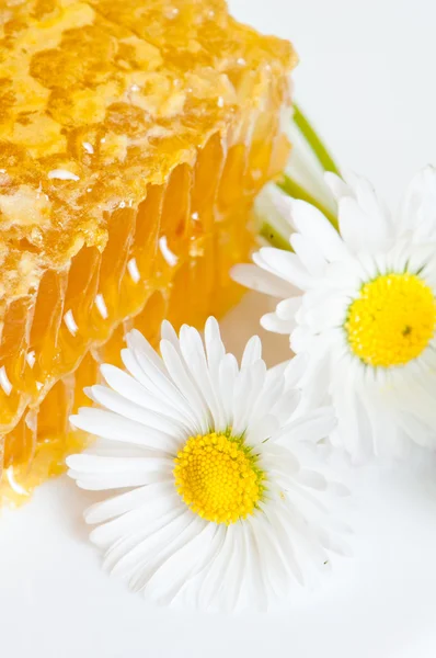 Honingraat met margrieten op witte plaat — Stockfoto