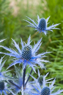 Twig flowering thistles , blue sea holly clipart