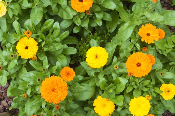 Beautiful orange chrysanthemums, the top view — Stock Photo, Image