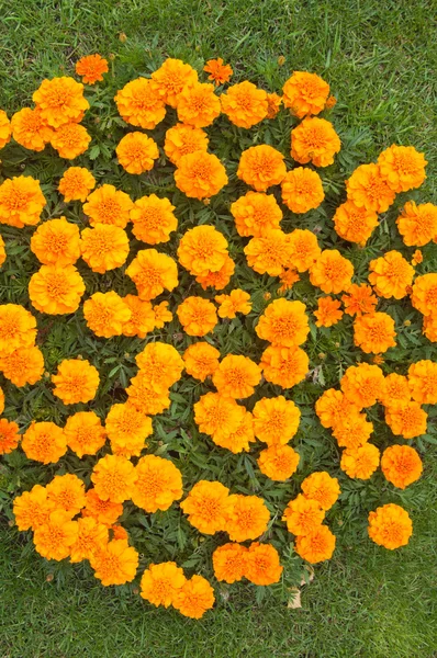 Beaux chrysanthèmes orange, la vue de dessus — Photo