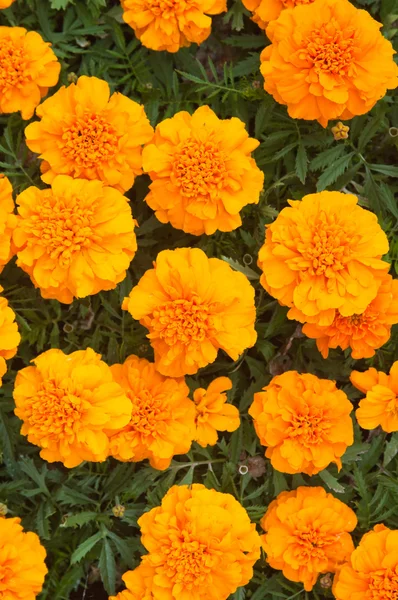 Schöne orangefarbene Chrysanthemen, die Aussicht von oben — Stockfoto