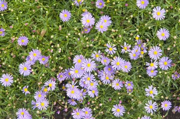 아름 다운 진한 파란색 꽃 배경 — 스톡 사진